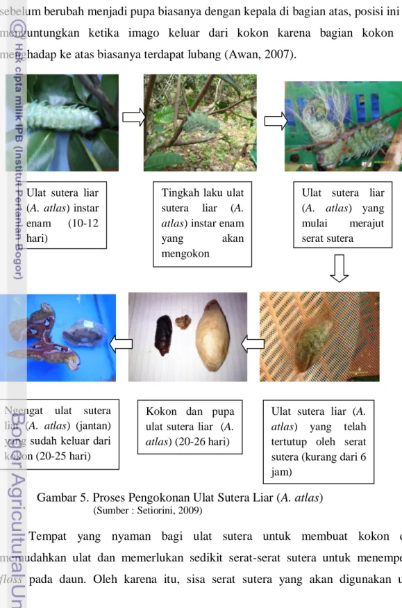 Gambar 5. Proses Pengokonan Ulat Sutera Liar (A. atlas)         (Sumber : Setiorini, 2009) 