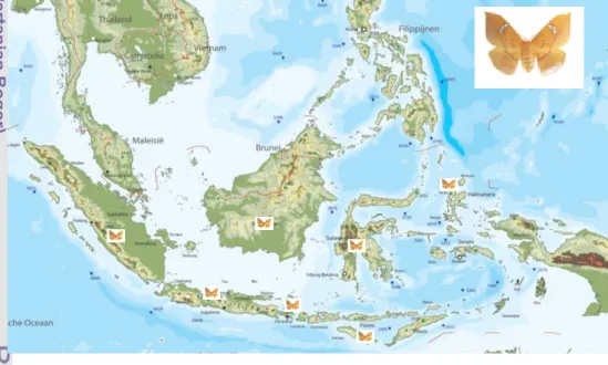Gambar 1. Daerah Penyebaran C. trifenestrata di Indonesia 