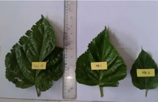 Gambar 4 Visual helaian daun hibrid murbei SULI 01, HB1, dan HB2.