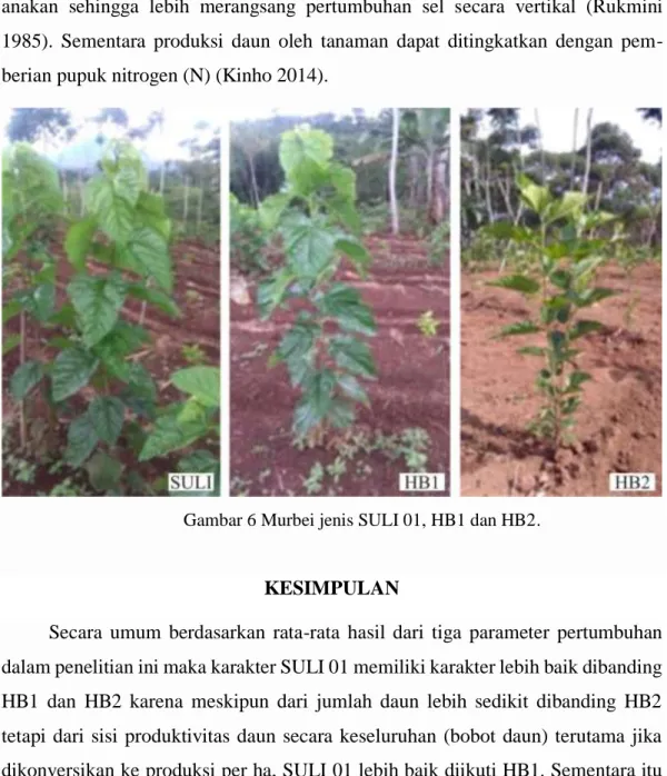 Gambar 6 Murbei jenis SULI 01, HB1 dan HB2. 
