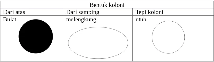 Tabel 2. Bentuk koloni bakteri