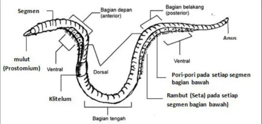 Gambar 2. Struktur Tubuh Cacing Tanah  (Sumber: Rahmat Rukmana, 2008: 16) 