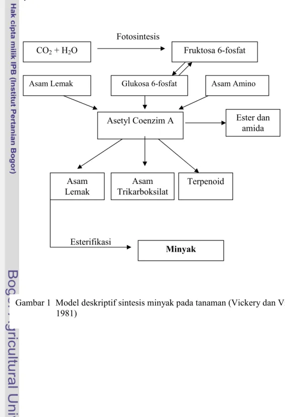 Gambar 1  Model deskriptif sintesis minyak pada tanaman (Vickery dan Vickery  1981) 