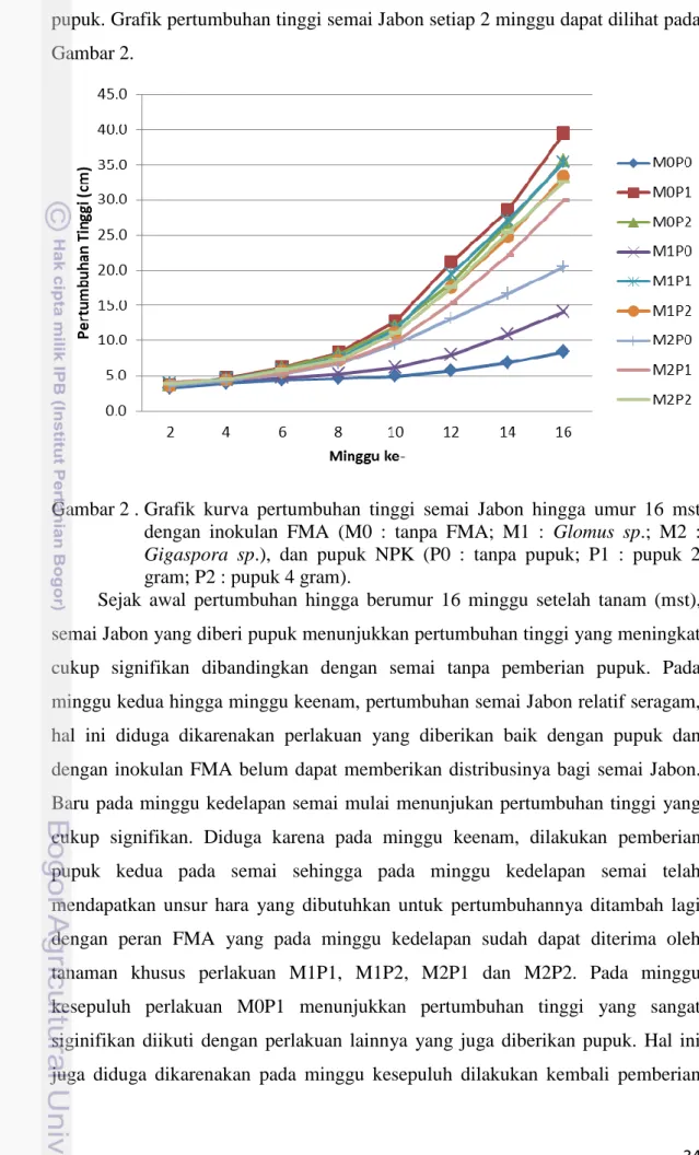 Gambar 2 . Grafik  kurva  pertumbuhan  tinggi  semai  Jabon  hingga  umur  16  mst  dengan  inokulan  FMA  (M0  :  tanpa  FMA;  M1  :  Glomus  sp.;  M2  :  Gigaspora  sp.),  dan  pupuk  NPK  (P0  :  tanpa  pupuk;  P1  :  pupuk  2  gram; P2 : pupuk 4 gram)