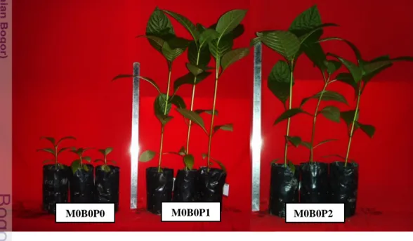 Gambar 3. Perbandingan pertumbuhan semai Jabon tanpa pemberian pupuk NPK  (M0B0P0), pemberian pupuk NPK 2 gram (M0B0P1) dan pemberian  pupuk NPK 4 gram (M0B0P2)  