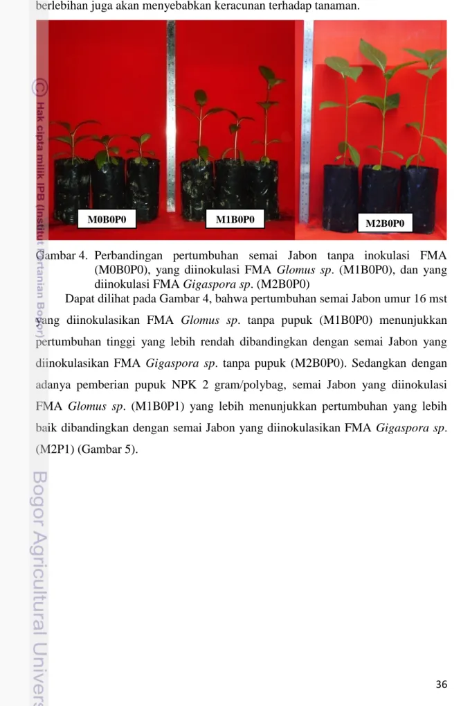 Gambar 4.  Perbandingan  pertumbuhan  semai  Jabon  tanpa  inokulasi  FMA  (M0B0P0),  yang  diinokulasi  FMA  Glomus  sp