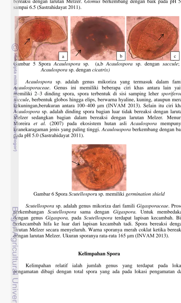 Gambar 6 Spora Scutellospora sp. memiliki germination shield 