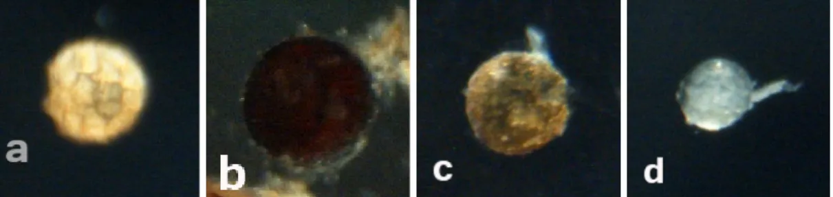 Gambar 1. Spora MVA pada tanaman kopi arabika. a,b,c : Acaulospora dan d :  Glomus (pembesaran 100x) 