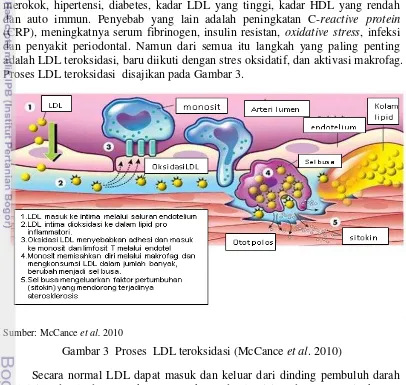 Gambar 3  Proses  LDL teroksidasi (McCance et al. 2010) 