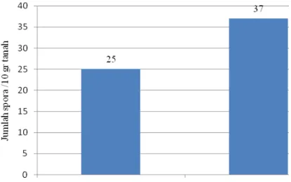 Gambar 3. Rata-rata jumlah spora FMA hasil pengamatan lapangan.