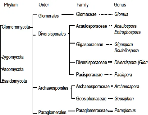 Gambar 2.Taksonomi Fungi Mikoriza Arbuskular 