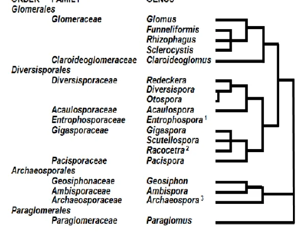 Gambar 3.Taksonomi Fungi Mikoriza Arbuskular 