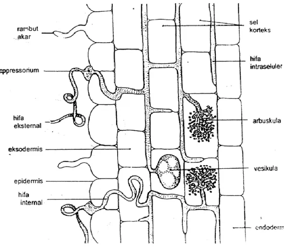 Gambar 1. Penampang Longitudinal Akar yang Terinfeksi FMA                     (Sumber : Brundett dkk., 1996)