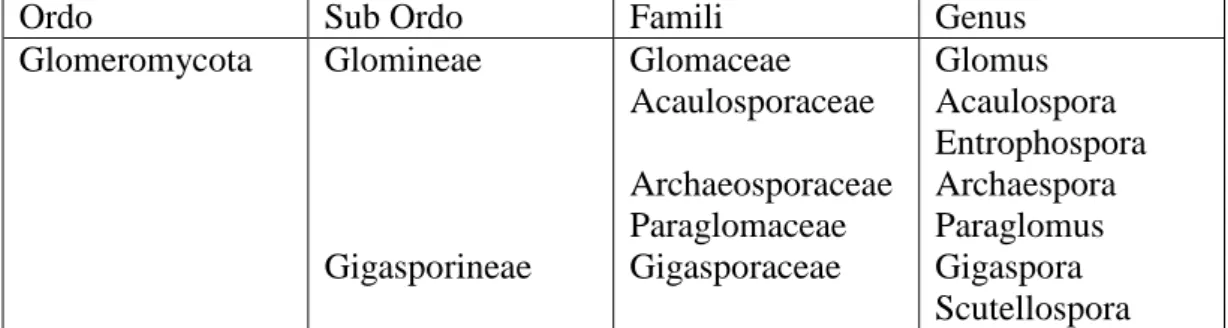 Tabel 1.  Tabel Klasifikasi fungi mikoriza arbuskula ordo Glomeromycota. 