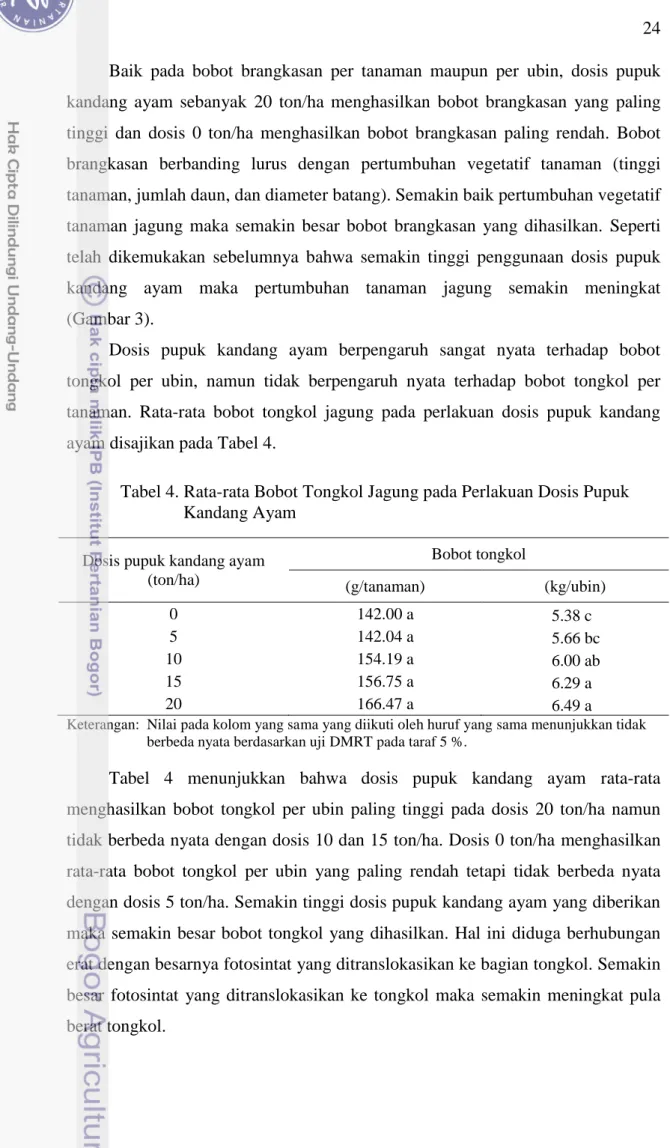 Tabel 4. Rata-rata Bobot Tongkol Jagung pada Perlakuan Dosis Pupuk     Kandang Ayam 