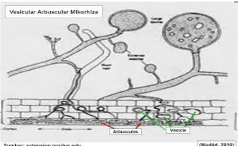 Gambar 1. Perkembangan spora Fungi Mikoriza Arbuskula 