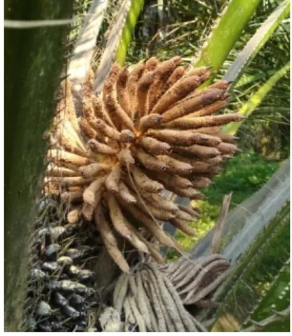 Gambar 2.1 Bunga jantan yang anthesis  Sumber : Koleksi Pribadi 