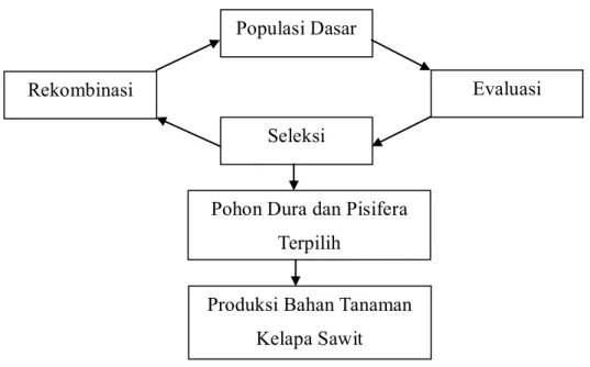 Gambar 2. Skema Metode Pemuliaan RSS (Sulistyo, 2010)