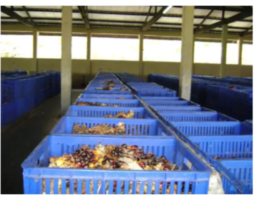 Gambar 12. Depericarper Horizontal dan Depericarper Vertikal 