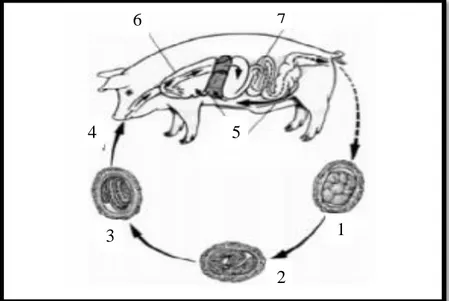 Gambar 2.2 Daur hidup Ascaris suum Goeze dalam tubuh babi (Loreille  dan Bouchet,  2003)