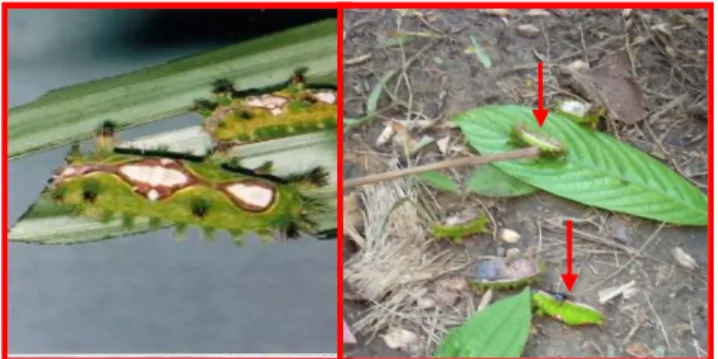 Gambar 1. Ulat api Setothosea asigna  Sumber : Purba, dkk. (2005) 