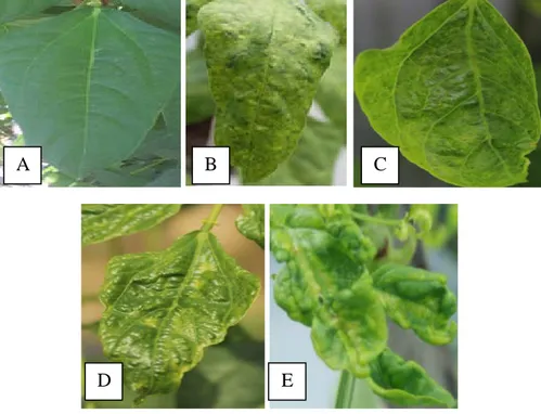 Gambar 1. Tipe gejala daun kacang panjang yang terinfeksi BCMV. (A) daun yang  sehat tidak terinfeksi BCMV, (B) mosaik berat, (C) mosaik sedang disertai penebalan  tulang daun, (D) daun mengkerut, (E) daun mengecil dan melengkung ke atas