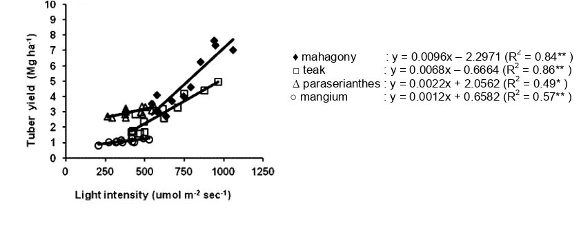 Figure 7. Relationship between yield of cassava and light intensity under mahagony, teak,   paraserianthes and mangium