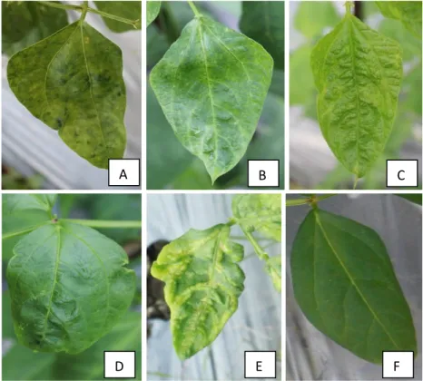 Gambar 3.1 Tipe gejala BCMV di lapangan seperti A=mosaik berat; B=mosaik  sedang disertai penebalan tulang daun ; C= mosaik ringan; D=daun tanaman 