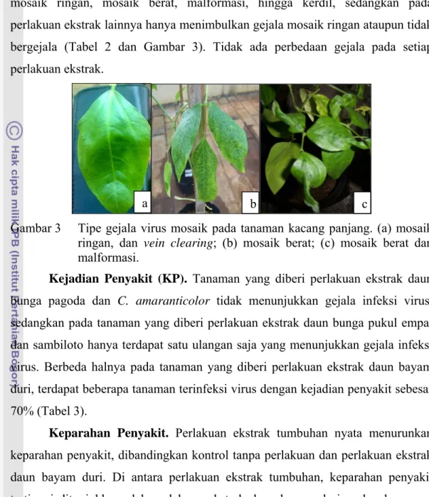 Gambar 3  Tipe gejala virus mosaik pada tanaman kacang panjang. (a) mosaik  ringan, dan vein clearing; (b) mosaik berat; (c) mosaik berat dan  malformasi