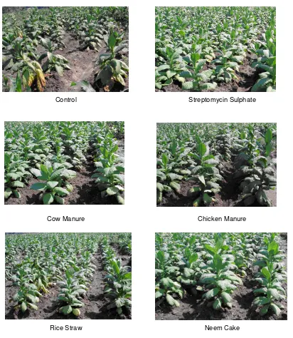 Figure 1.  Performance of tobacco plants grown on  soil amended with different sources of organic matter