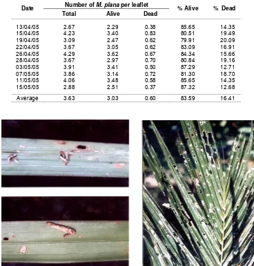 Table 3.  Average number of M. plana per oil palm leaflet during April-May  2005 in               Tanjung Garbus Unit of PTPN II Tanjung Morawa, North Sumatra