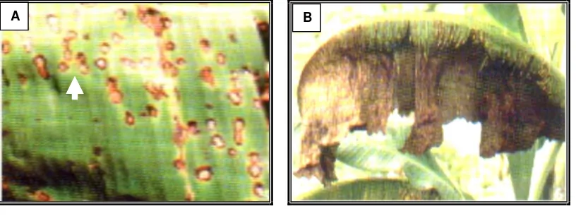 Figure 2A. Early symptom of Eumusae leaf 