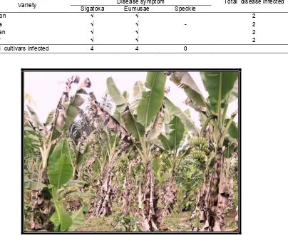 Table 2. Banana cultivars and leaf disease symptom found in two districts in Bengkulu province