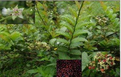 Figure 1. Rubus pyrifolius  (A). flowers, (B). fruits