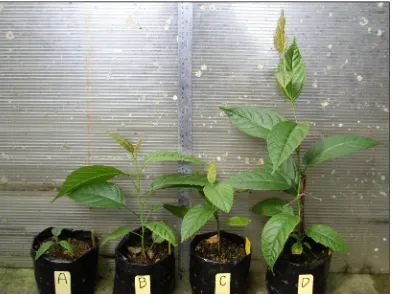 Figure 3.   Effect of planting media on the growth of Rubus pyrifolius seedlings on 15 wap, A