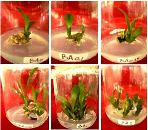 Figure 2. Appearance of cultures of Sansevieria cv. Lorentii on MS medium with various concentrations of BA after 14 weeks.