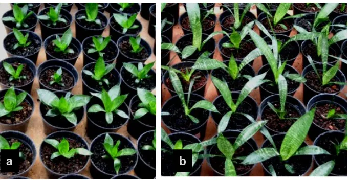 Figure 3. The acclimatized plantlets of Sansevieria trifasciata var Hahnii (a) and var