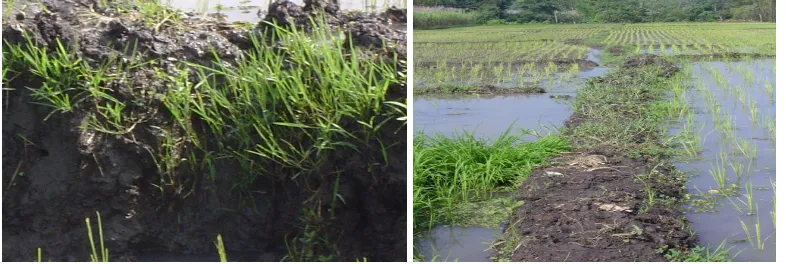 Figure 1. An island of weeds on rice bunds’ surrounded selectively weeded and weed strip’s plots