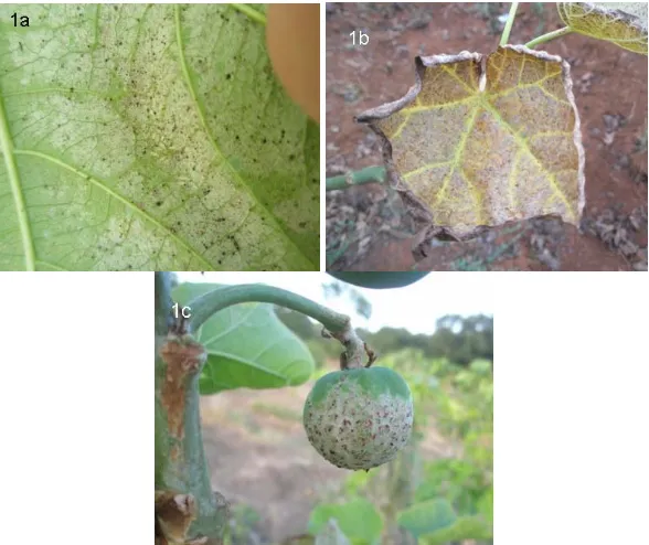 Figure 1.  Symptom/injury: mild (a) and severe (b) on leaves; on fruit (c) 