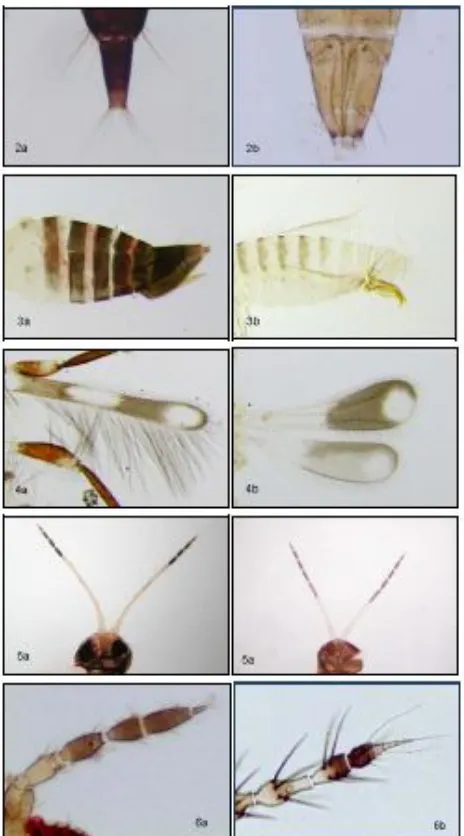 Figure 2-6. Abdomen X of E. tibialis (2a) and R. pulchellus (2b); ovipositor of M. bicolor (3a) and S