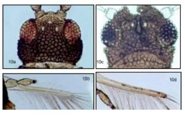 Figure 7-9.  Pronotum of S. sexmaculatus (7a) and T. hawaiiensis (7b); fore wing of S