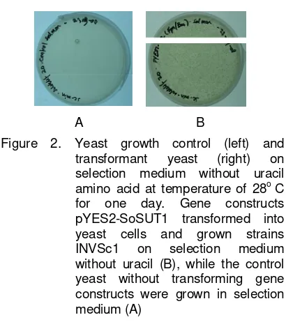 Figure 3.  PCR product cDNA SOSUT2 was tagged using SalI and XhoI before being used in tranformation 