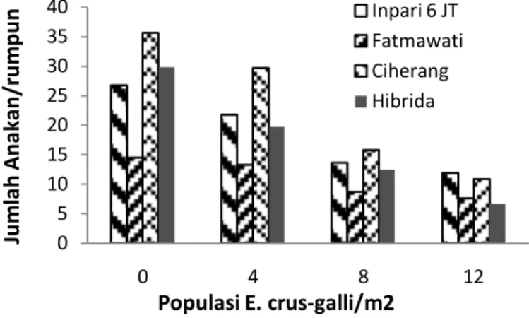 Gambar 31.  Pengaruh interaksi antara varietas padi dengan populasi  gulma E. crus-galli terhadap jumlah anakan padi 