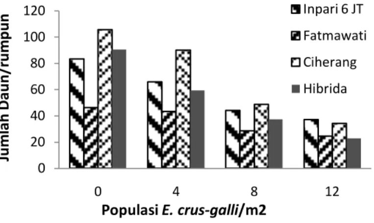 Gambar 32.   Pengaruh interaksi varietas padi dan populasi gulma E. 