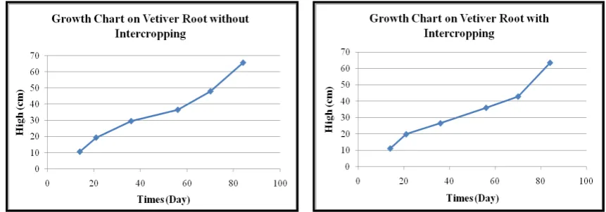 Figure 2. The heights of vetiver root with and without intercropping 