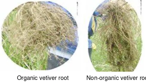 Figure 5. Compare between vetiver root with and without intercropping 