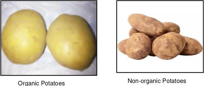 Figure 7.The surfaces of organic and non-organic potato 