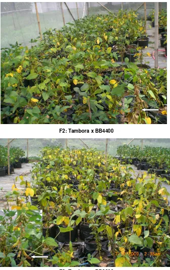 Figure 2. Morphological performances of F2 plants of Tambora X B4400 and Tambora X B3802 in the study of reistance to the soybean pod sucker, Reptortus linearis