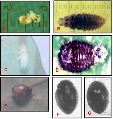 Figure 1.  The developmental stages of S. gilvifrons; (A) egg (20X), (B) larva instar 3 (15X), (C) prepupa (10X), (D) pupa (15X), (E) newly emerged adult (10X), (F) male adult (15X), and (G) female adult (15X)  