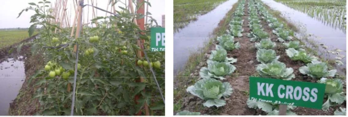 Gambar 1. Keragaan tanaman Tomat dan Kubis yang ditanaman pada surjan di Desa Lagan  Ulu, Kecamatan Geragai 